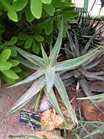 Aloe Striata x Borziana (fam Asphodelacees) (Hybride) (Lyon, Parc de la tete d'or) (2) (Photo F. Mrugala)
